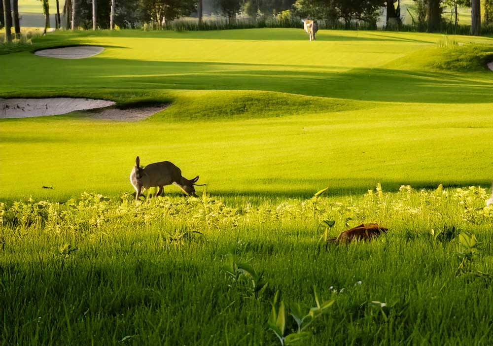 Wildlife on the golf course